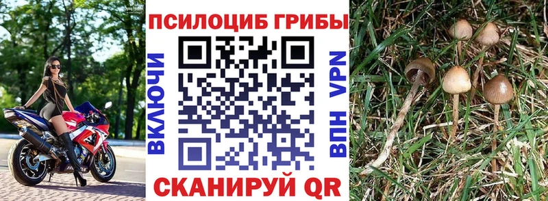 МЕГА ТОР  Советская Гавань  Галлюциногенные грибы GOLDEN TEACHER 